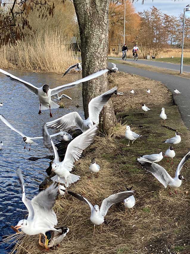 måge