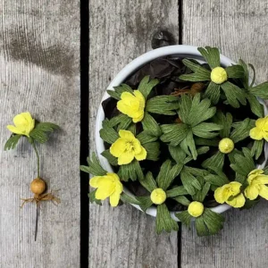erantis crepepapir winter aconite crepepaper