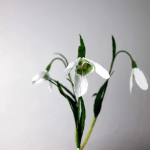 vintergæk snowdrop